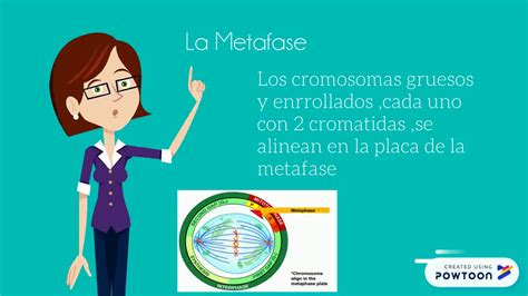 Se dictan las siguientes carreras, maestrías, cursos, postgrados y doctorados: La mitosis UNIVERSIDAD CATOLICA DE CUENCA ENFERMER - YouTube