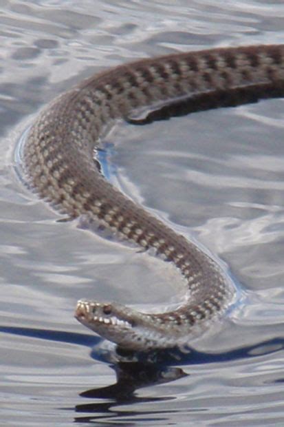 In denmark, norway and sweden, the snake is known as hugorm, hoggorm and huggorm, roughly translated as 'striking snake'. Huggorm som simmar 1 - Bilder Rörträsk, Sverige - Reseguiden