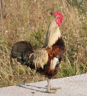 Consejos para cocinar una gallina. Gallo Viejo | Chistes Diarios