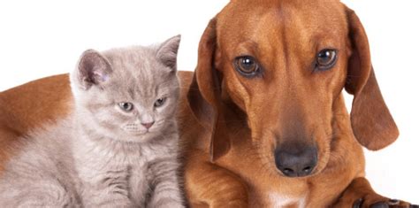 Maybe you would like to learn more about one of these? House Call Veterinary Service | Tori Weston | Bangor, ME