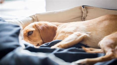 Un'erba medicinale frequentemente utilizzata per migliorare la fertilità maschile. Alimentazione per il cane stitico: cibi migliori per il ...