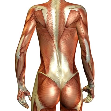 The back comprises the dorsal part of the neck and the torso (dorsal body cavity) from the occipital bone to the top of the tailbone. Muscle female back — Stock Photo © DigitalArtB #4024929