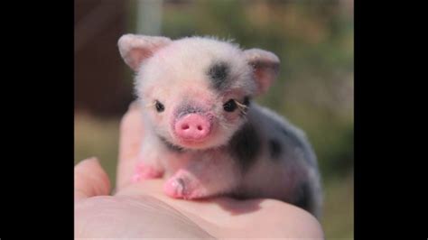 Met de hand getekend door vegan kunstenares maria tiqwah. Afbeeldingsresultaat voor schattige dieren | Schattige dieren, Schattig, Dieren