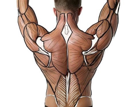 The back is composed of multiple muscles that work to support the posterior portion of the torso through a variety of movement patterns. ab9af3ad7bdc646f409fcfca5d0c84b2.jpg (1216×960) | Desenho ...