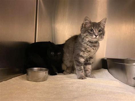 If you're looking to adopt a cat or if you found a stray and want to find local help. Carolina: Kittens For Adoption Near Me Free