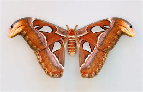 Mehrere attacus atlas (atlasspinner) sind in den letzten tagen geschlüpft im garten der schmetterlinge schloss sayn. Atlasspinner