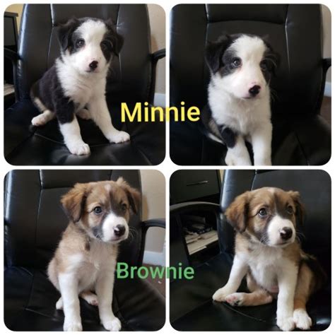 Below are our newest added border collies available for adoption in indiana. Border Collie puppy dog for sale in Fort Wayne, Indiana