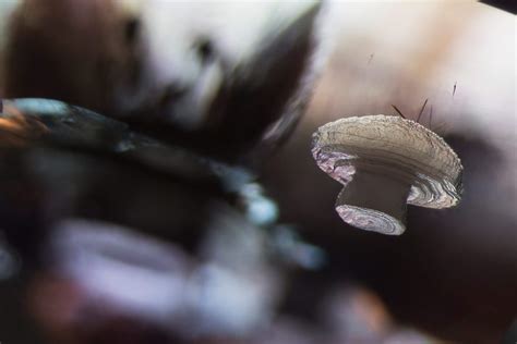 In ceramics, cristobalite is a form (polymorph) of silica. Cristobalite crystal suspended in its quartz mineral host ...