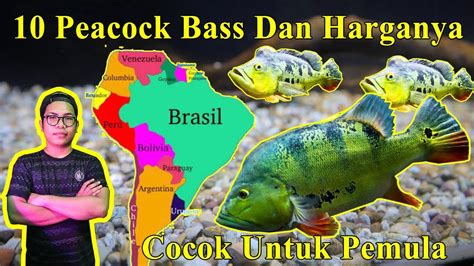 Maybe you would like to learn more about one of these? 10 Jenis Peacock Bass Populer dan Harganya Di Indonesia ...