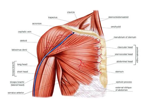 Muscles of anterior (flexor) compartment of arm, their origin, insertion, action/s and nerve supply are as follows bicipital aponeurosis is attached to the fascia on the medial side of the forearm. Shoulder Muscles Photograph by Asklepios Medical Atlas