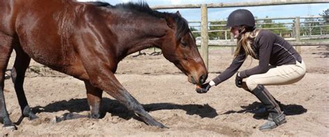 I use a vocal okayyy and raise my hand. DIY Horse Bow Trick - petdiys.com