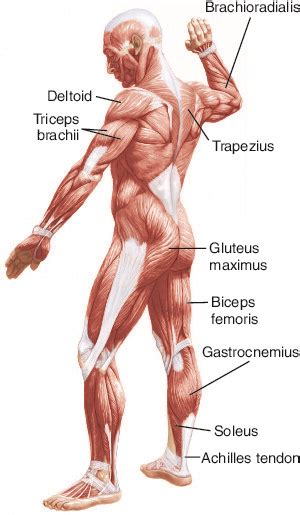 Human shoulder anatomy and physiology. Striated Shoulder/Neck Muscles In Humans