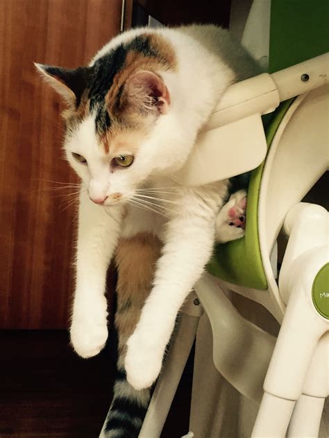 Jesse gets stuck in the wall full house. 18 Cats That Prove Getting Stuck In Everything Is ...