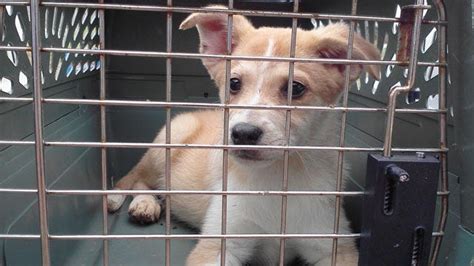 Located at ottawa humane society. Dogs Saved From McClain County Puppy Mill Up For Adoption ...