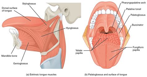 Maybe you would like to learn more about one of these? Axial Muscles of the Head, Neck, and Back | Anatomy and ...