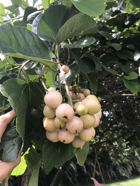 Copious amounts of fruit are relatively tasteless. What is this fruit? South Florida, homeowners are from ...