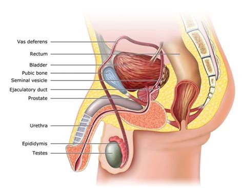 Namun yang terpenting dari keempat organ tersebut adalah ginjal. Prostate Examination or Prostate Exam to Know Your ...