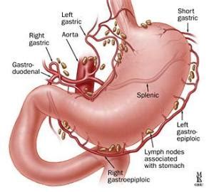 The liver filters and removes compounds from the body, including. abdominal arteries - Biology 2320 with Sawitzke at Salt Lake Community College - StudyBlue