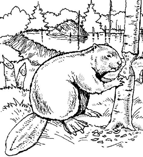 Beaver 16 coloring page coloring page for kids and adults from mammals coloring pages, beaver coloring pages. Beaver Coloring Pages