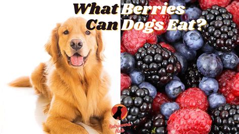 Can my cat eat melon? What Berries Can Dogs Eat? 9 To Enjoy & 7 To Avoid ...