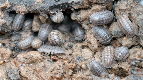 This insect is also crucial during the. How to EASILY Get Rid of Pill Bugs (aka: Roly Poly and ...