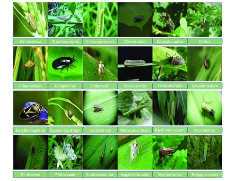 Examples of different pest management strategies are given including cultural, host plant resistance, mechanical, biological and chemical control. Sample images for 24-classes pest dataset | Download Scientific Diagram