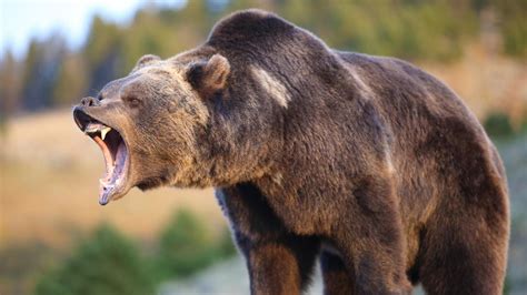 Bear the cost — index bear the expense, defray, pay burton s legal thesaurus. The meaning and symbolism of the word - «Bear»