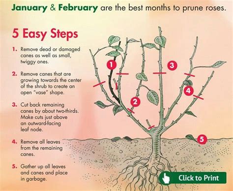 We did not find results for: The right way to prune roses | Pruning roses, Hybrid tea ...