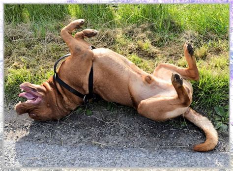 But don't worry, although this behavior may seem strange to humans, it's quite normal for cats and other animals to roll in the dirt which is also known as dust bathing. Why do dogs roll in dirt? - Sweet Dog Life