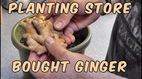 Can you grow ginger out of store bought ginger? Planting Store Bought Ginger | Growing ginger, Planting ...