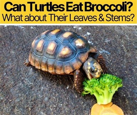 Do cats need to eat their greens? Can Turtles Eat Broccoli - What about Their Leaves & Stems?