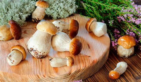 Как вырастить белые грибы в домашних условиях