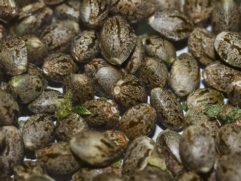 I review each seed bank thoroughly and recommend only the very best. Marijuana Seed Banks and Breeders