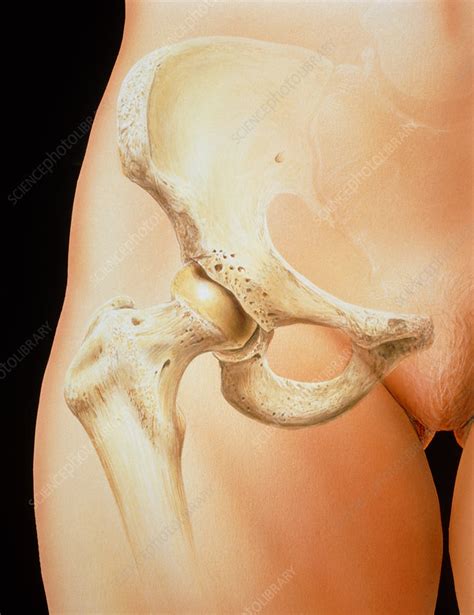 How many platelets are there in one cubic millimeter? Artwork of bones in the human female pelvis - Stock Image - P116/0142 - Science Photo Library