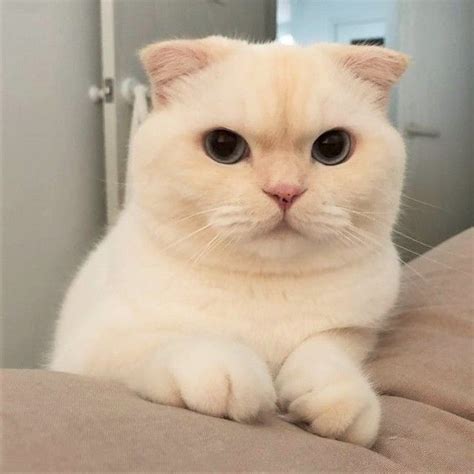 Kucing lucu imut bergerak baik untuk wallpaper hp smartphone, tablet, dp bbm, wa dan profile dan wall facebook. Pacaran • Jaeyong - Prolog di 2020 (Dengan gambar ...