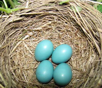 But blue eggs from chickens? Birds that lay blue eggs - not all blue eggs are bluebird eggs