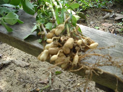 Update mei 2021 ✅ harga kacang tanah terbaru bulan ini. KENALI POKOK SAYANGI POKOK: KACANG TANAH