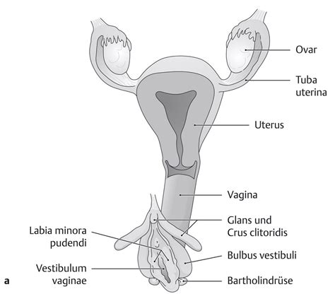 An den schamlippen handelt es sich meist um so genannte retentionszysten. Uterus und Vagina (Anatomie) - eRef, Thieme