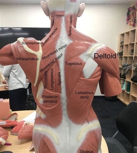 The spine is the backbone of the human skeleton. Upper Back Anatomy : Anatomy of the Upper Back - In the ...