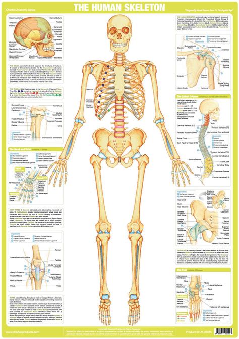 3d video tutorials and interactive modules on the anatomy of the vertebral column and individual vertebrae, including morphology at different levels. Human Skeleton Poster - Chartex