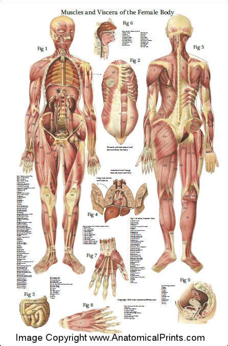 This diagram depicts female muscle anatomy diagram.human anatomy diagrams show internal organs, cells, systems, conditions, symptoms and sickness information and/or tips for healthy living. Muscles and Viscera of the Female Anatomy Poster 24" X 36 ...