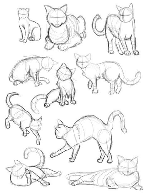 Cat anatomy notes the spine. 'cat drawing' in Drawing References and Resources