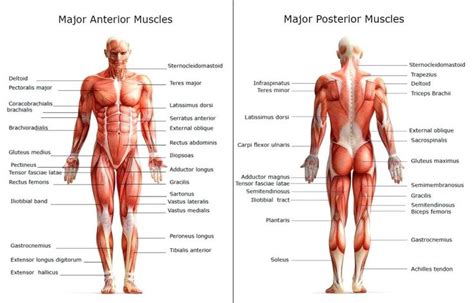 It is connected to the coccyx, or tailbone, as well as other surrounding bones. Image result for major muscles of the human body diagram | Human body muscles, Muscle body, Body ...