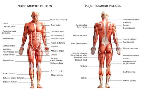 Despite their similar names, teres major has different actions and innervation from the teres minor. Image result for major muscles of the human body diagram | Human body muscles, Muscle body, Body ...