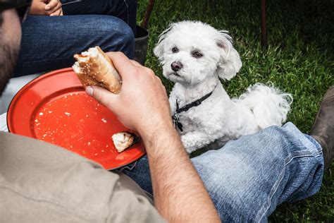 Eating cats and dogs is not only extremely popular in taiwan but there is a prolific underground trade supplying strays to local restaurants and meat vendors across the country. Can Dogs Eat Hot Dogs?