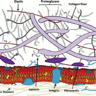 Maybe you would like to learn more about one of these? Major extracellular matrix components and their ...