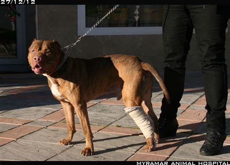 En junio del 2019 publicó un video en su instagram en el cual la súperestrella del fútbol lionel messi le manda saludos. 7. FRACTURAS DE TARSO TRAUMATOLOGIA VETERINARIA