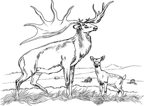 You can download free printable deer coloring pages at coloringonly.com. Baby Deer Coloring Page - Coloring Home