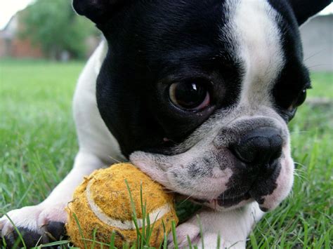 Wij vinden het belangrijk dat een franse bulldog gezond, sociaal en karakteristiek is. Tips Voor Het Kopen Van Een Franse Bulldog?