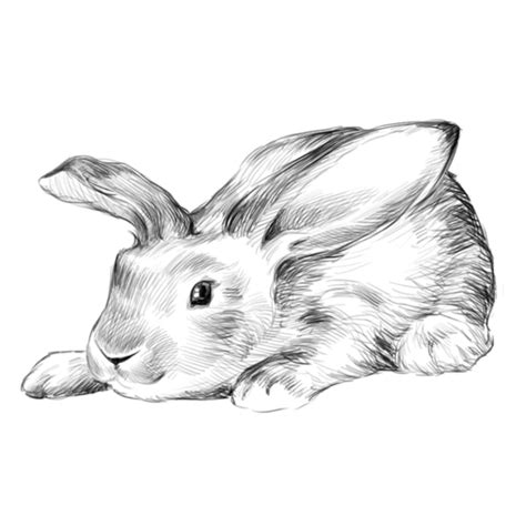 Le lapin a tout pour lui, de grandes oreilles, un petit museau plein de moustaches, de grands yeux bonne lecture et surtout, bon dessin :) anatomie du lapin. lapin,dessin,tube,rabbit